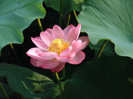 Nelumbo_nucifera1