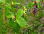 Semi di Carpino Nero (Ostrya Carpinifolia).