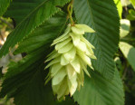Ostrya_carpinifoilia