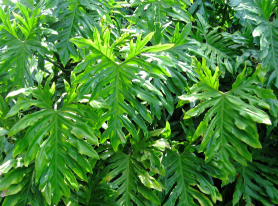 Semi di Filodendro (Philodendron Selloum)