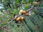 Phyllanthus_officinalis