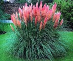Semi di Erba della Pampa Rosea (Cortaderia selloana Pink)