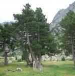 Pinus Mugo