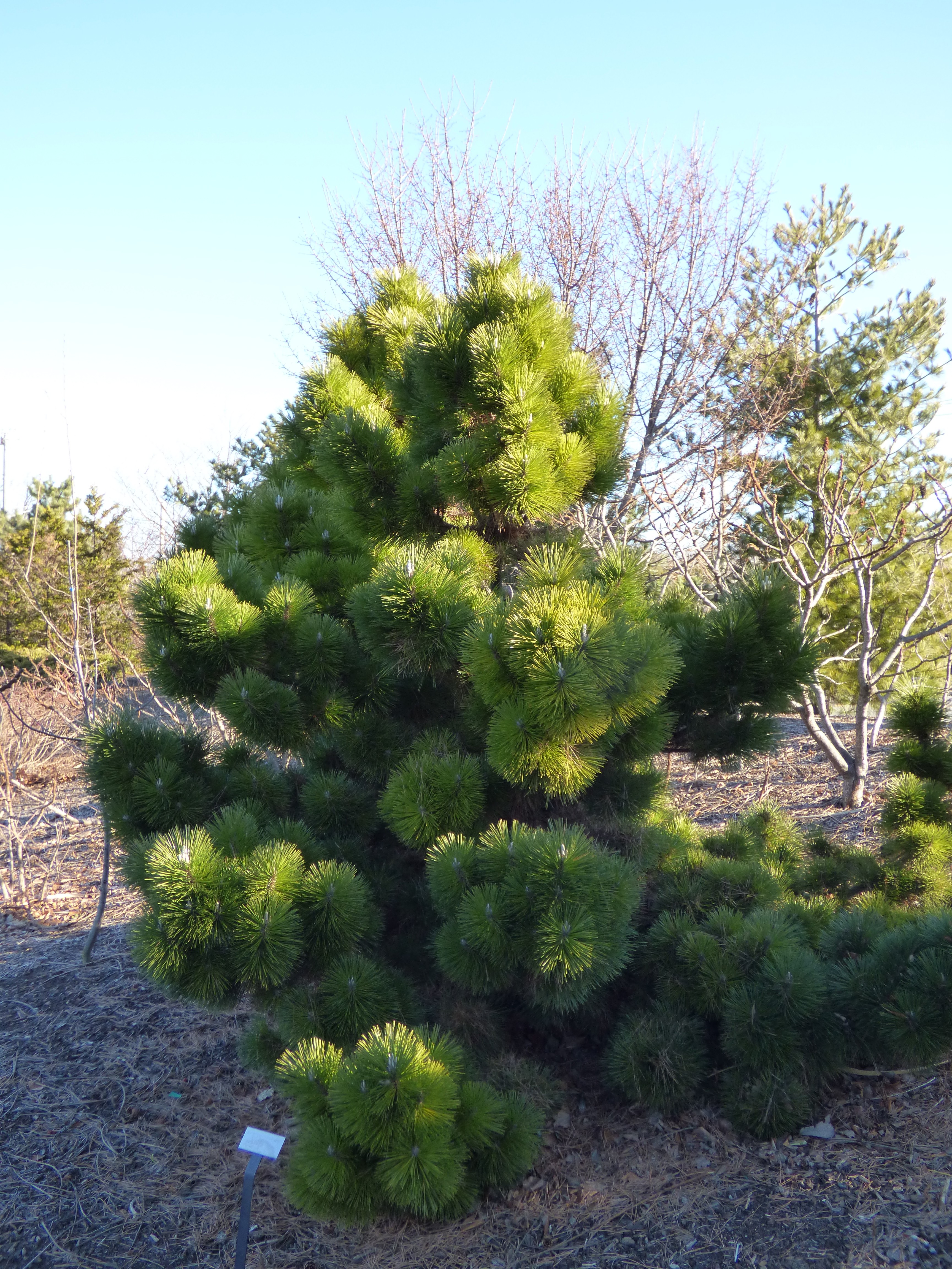 Pinus THUNBERGII-PINO NERO GIAPPONESE 10 Semi 