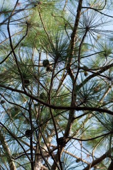 Pinus yunnanensis