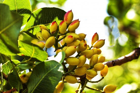 Pistacchio Atlantico