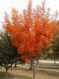 Pistacia Chinensis