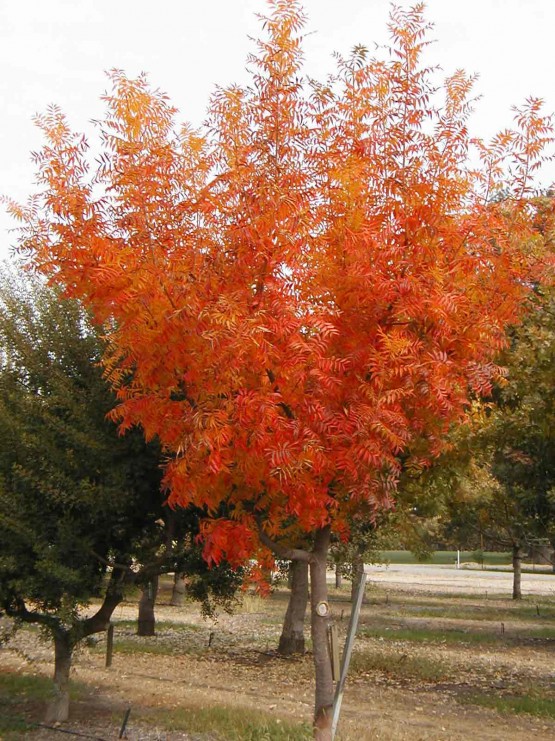 Pistacia Chinensis