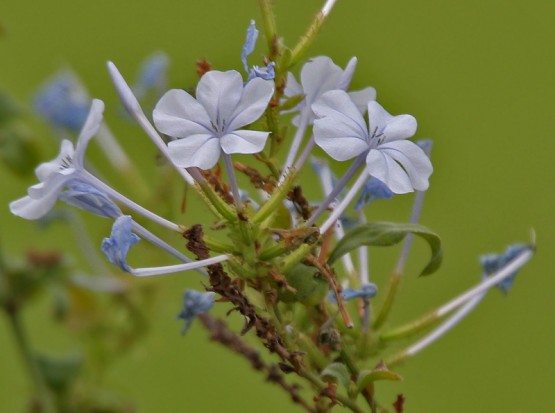 Plumbago