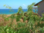 Semi di Mesquite (Prosopis Juliflora)