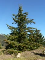 Pseudotsuga_menziesii_28021