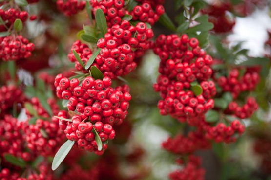 Pyracantha Pyracantha