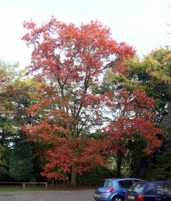 Quercus Rubra