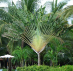Semi di Palma del Viaggiatore (Ravenala Madagascariensis)