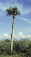 Sabal_palmetto