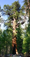 redwood grizzly giant
