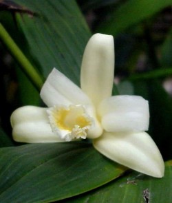 Sobralia_klotzscheana_DH