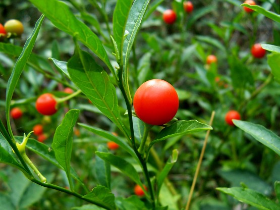 Solanum Capsicastrum