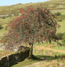 Sorbus aucuparia