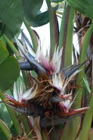 Species from South Africa

Photographed in Ventura, CA