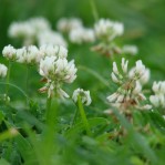 Trifolium repens