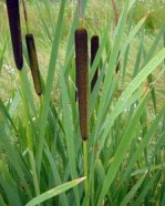 Semi di Mazzasorda (Typha latifolia)