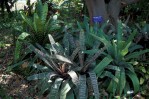 Vriesea sanguinolenta