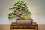 Semi di Abete di Douglas (Pseudotsuga Menziesii)