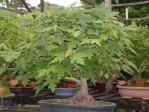 Semi di Acero Saccarino (Acer saccharinum)