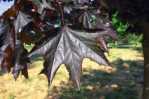Semi di Acero "Crimson King" (Platanoides Crimson King)
