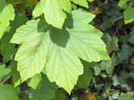 Semi di Acero Pseudoplatanus (Sicomoro, Acero di Monte)