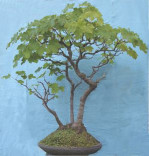 Semi di Acero Pseudoplatanus (Sicomoro, Acero di Monte)