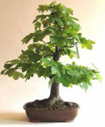 Semi di Acero da Zucchero (Acer Saccharum)