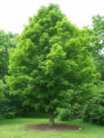 Semi di Acero da Zucchero (Acer Saccharum)