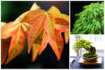 Semi di Acero Tridente (Acer buergerianum)