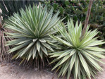 Semi di Agave angustifolia
