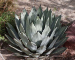 Semi di Agave
