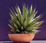 Semi di Agave