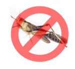 anti-cavallette