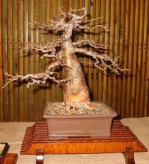 Semi di Baobab Africano (Adansonia Digitata)