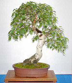 Semi di Betulla (Betula Alba)