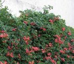 Semi di Bignonia (Campsis grandiflora)