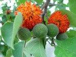 Broussonetia papyrifera