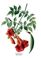 Semi di Bignonia (Campsis grandiflora)