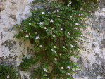 Semi di Cappero (Capparis spinosa)