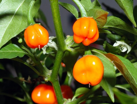 capsicum chinense