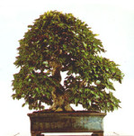 Semi di Carpino Nero (Ostrya Carpinifolia).