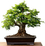 Semi di Carpino Orientale (carpinus orientalis)