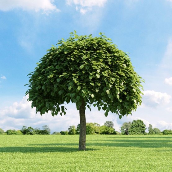 Semi di Catalpa (Catalpa bignonioides)
