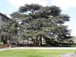 Semi di Cedro del Libano (Cedrus Libani)